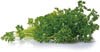 curly parsley